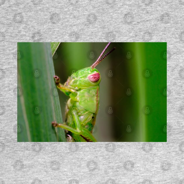 Green Grasshopper Macro Photograph by love-fi